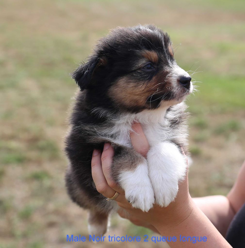 Du Berry Noir - Berger Australien - Portée née le 28/06/2022