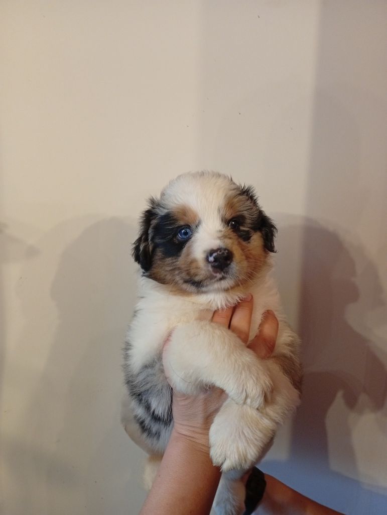 Du Berry Noir - Chiots disponibles - Berger Australien